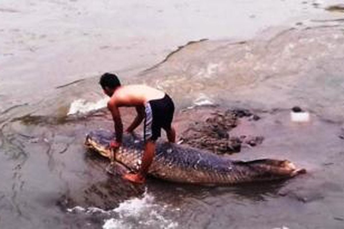 Warga sedang memeriksa ikan seukuran orang dewasa yang terdampar di aliran Sungai Ciliwung, Kota Bogor, Minggu (29/11/2015).