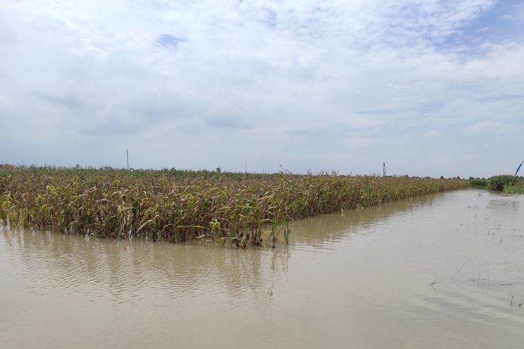 Ladang jagung di Desa Sidorejo, Kecamatan Karangawen, Kabupaten Demak terendam air dampak jebolnya tanggul sungai yang melintas di wilayah setempat, Selasa (6/2/2024). (KOMPAS.COM/NUR ZAIDI)