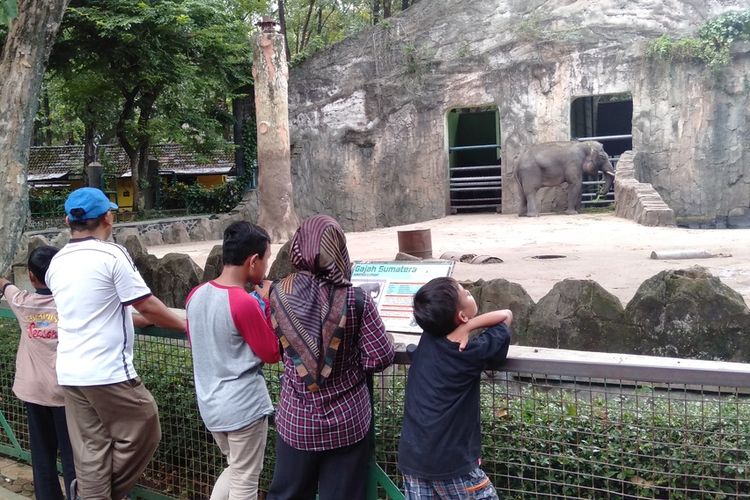 beberapa pengunjung terlihat memandang gajah di Taman Margasatwa Ragunan, Jakarta Selatan, Selasa (31/12/2019)