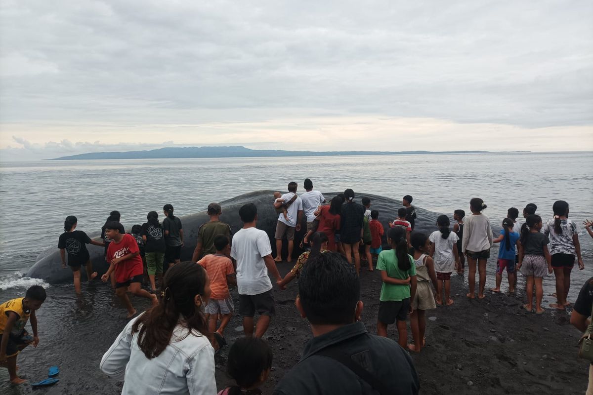 Sejumlah warga penasaran ingin melihat bangkai Paus Sperma yang terdampar di Pantai Yeh Malet, Desa Antiga Kelod, Kecamatan Manggis, Kabupaten Karangasem, Provinsi Bali, Rabu (5/4/2023). 