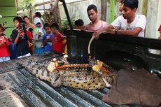 Santi, Buaya Betina yang Sempat Takuti Warga...