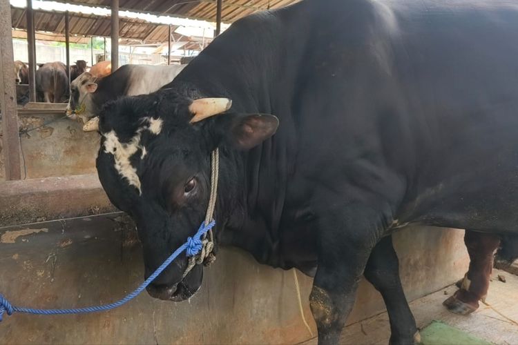 Sapi “Sambo” Berbobot 1,1 Ton di Tangerang Dibeli Prabowo untuk Idul Adha 2026