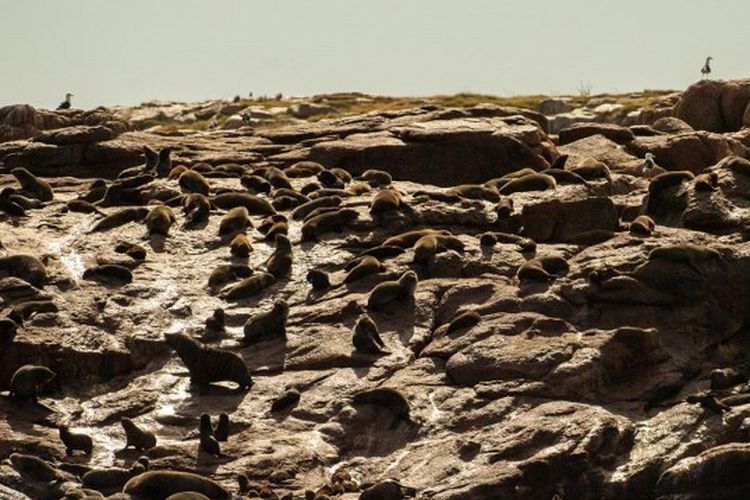 Anjing laut berbulu beristirahat di Isla de Lobos, sebuah pulau kecil yang terletak sekitar 8 km di lepas pantai Punta del Este, Maldonado, 140 km sebelah timur Montevideo, pada tanggal 20 April 2022. Anggota Forum Konservasi Laut Patagonia dan Wilayah Pengaruh berlayar di depan Isla de Lobos, salah satu cagar alam utama di Amerika Selatan untuk anjing laut berbulu (Arctocephalus australis) dan singa laut (Otaria flavescens). Pada Kamis (28/9/2023), Uruguay menyalahkan flu burung atas kematian 400 anjing laut dan singa laut.