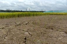 Kemarau Landa Aceh Utara, Puluhan Hektar Sawah Terancam Gagal Panen