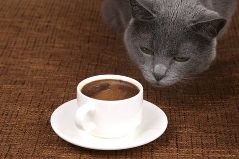 Waspada, Berikut 5 Risiko Memberi Susu Cokelat pada Kucing Peliharaan