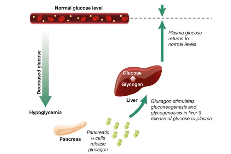 Proses penggunaan glikogen