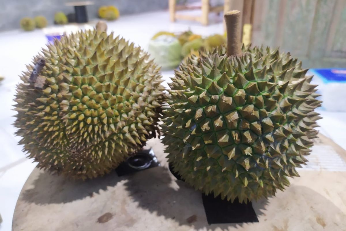 Sokoagung di Kecamatan Bagelen adalah salah satu sentra penghasil durian lokal berkualitas wahid di Kabupaten Purworejo. Durian tersebut dikenal dengan sebutan durian pithi.