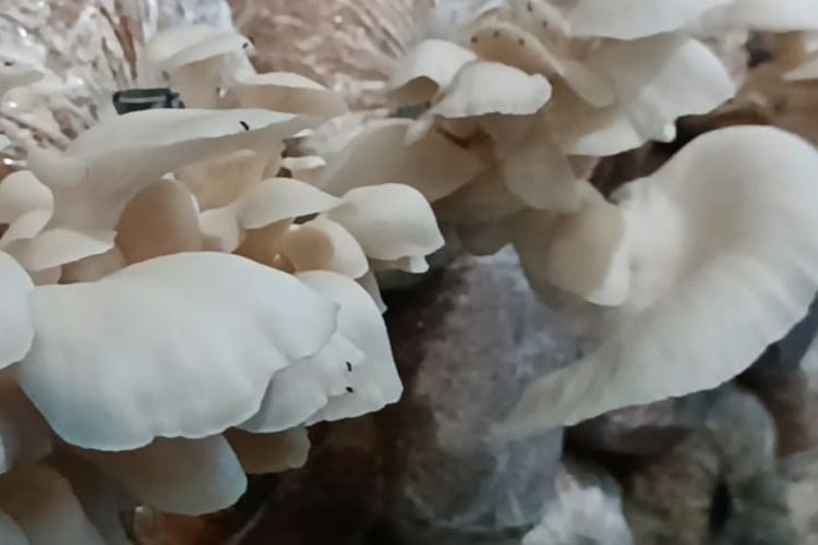 Budidaya jamur tiram. 