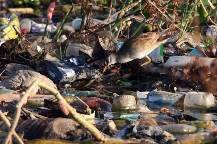 Burung tikusan alis putih (Porzana cinerea) sedang mencari makan di antara tumpukan sampah yang berada di pinggiran Danau Limboto