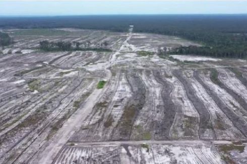 Kontroversi Food Estate, Babat Hutan Kalimantan Demi Kebun Singkong