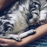 Keuntungan dan Kerugian Tidur Malam Bersama Kucing