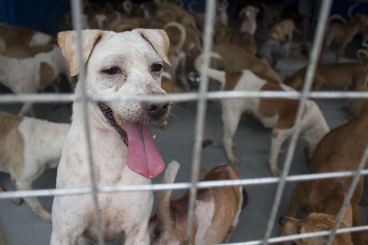 Anjing-anjing terdampak banjir yang melanda Jabodetabek ditampung di House of Blessing Parung, Bogor, Jawa Barat, Sabtu (11/1/2020). Sebanyak 160 anjing yang berhasil dievakusi dari bencana banjir diberikan perawatan khusus oleh kelompok Animal Lover Bersatu.