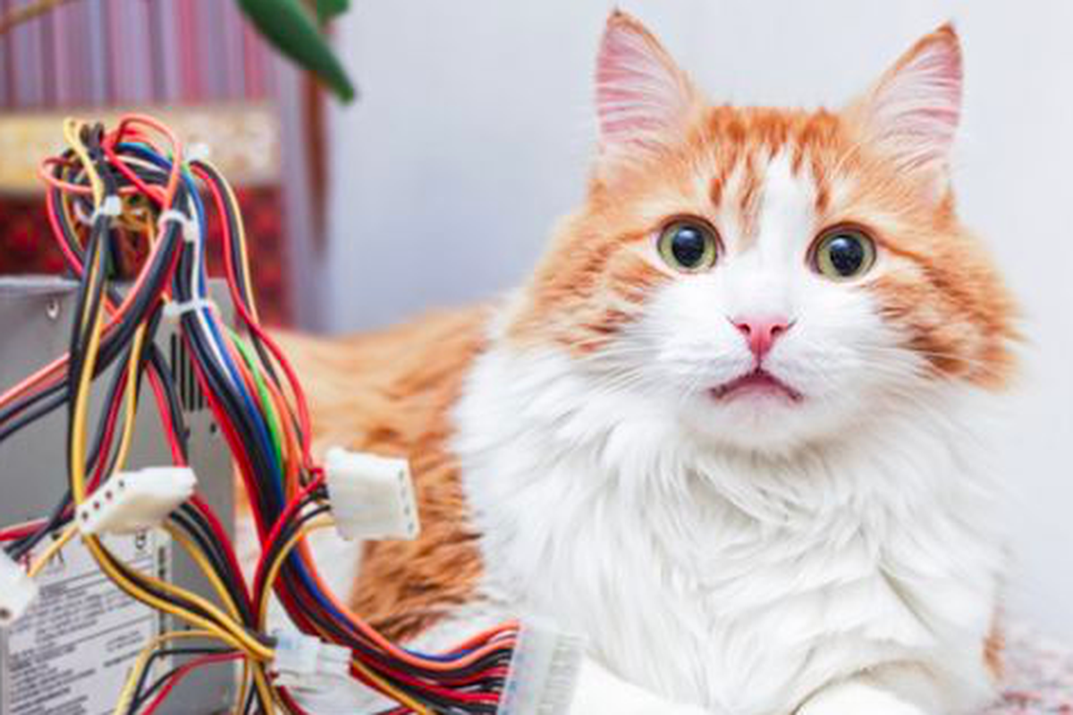 Kucing gemar menggigit kabel.