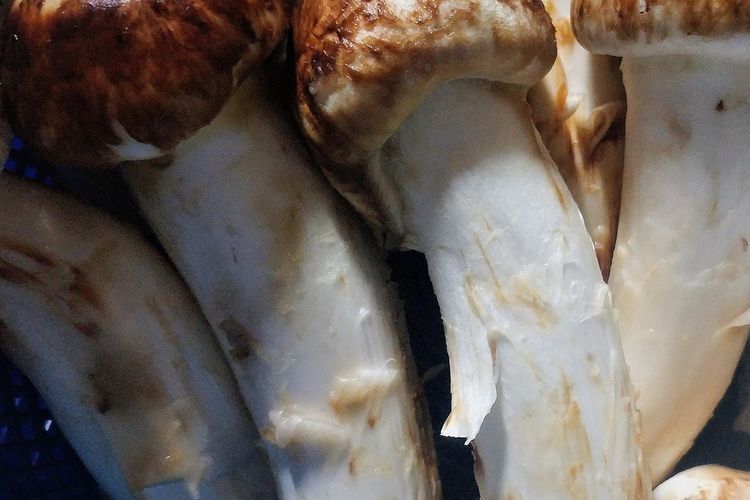 Ilustrasi jamur matsutake. 