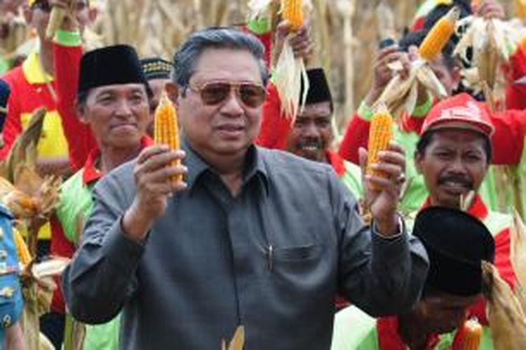 Presiden RI Susilo Bambang Yudhoyono saat panen jagung di Desa Montok, Kecamatan Larangan, Pamekasan, Rabu (5/12/2013).