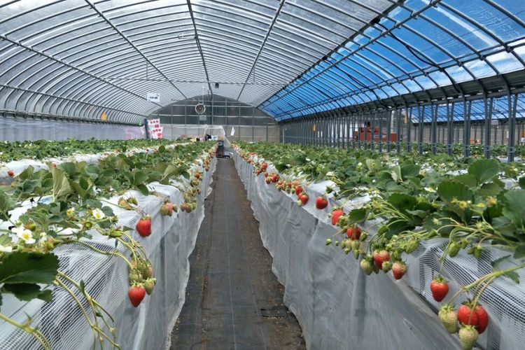 Kebun stroberi Himeji Heartful Tourist Farm di Kota Himeji, Prefektur Hyogo, Jepang, Senin (5/3/2018).