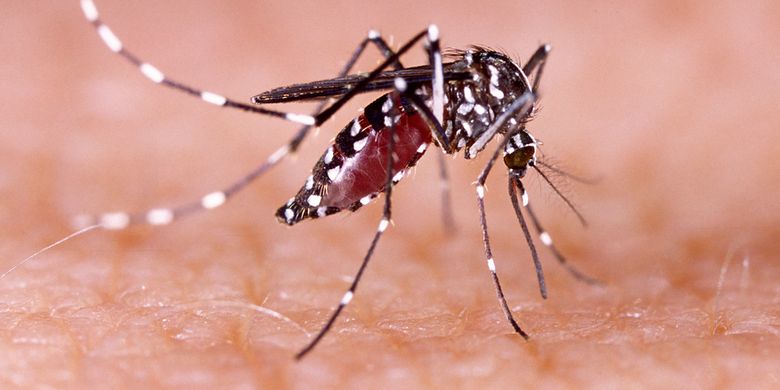 Chikungunya adalah penyakit demam yang disebabkan oleh virus