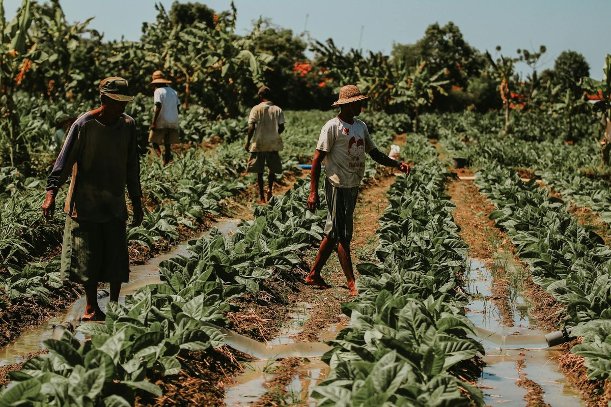 Kemenkeu: Kebijakan Tembakau Perlu Hitung Dampak Bagi Petani dan Fiskal
