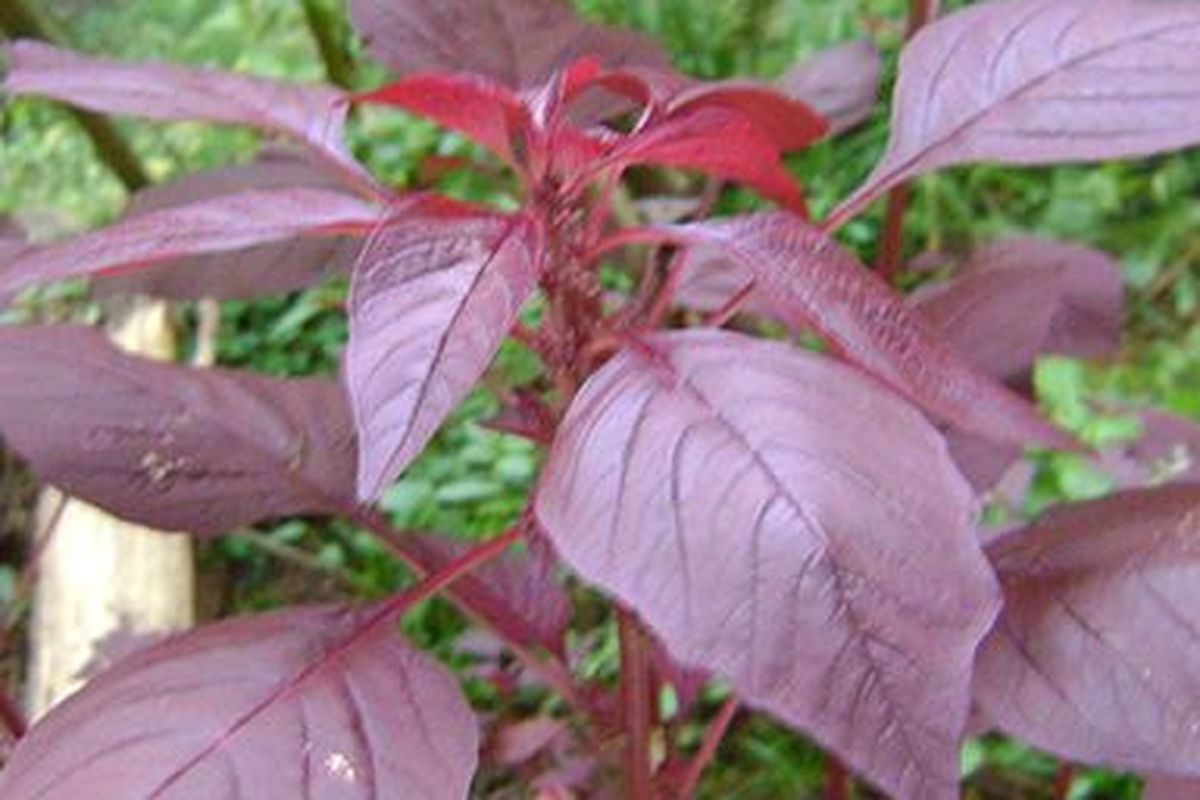 Tanaman bayam merah