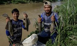 Pakar IPB Beberkan Cara Berantas Lonjakan Populasi Ikan Sapu-sapu