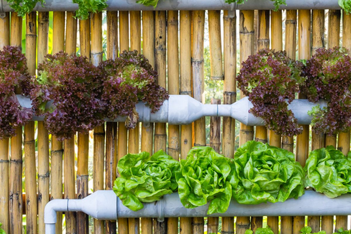 Ilustrasi taman vertikal, pemanfaatan taman vertikal untuk menanam sayuran. 