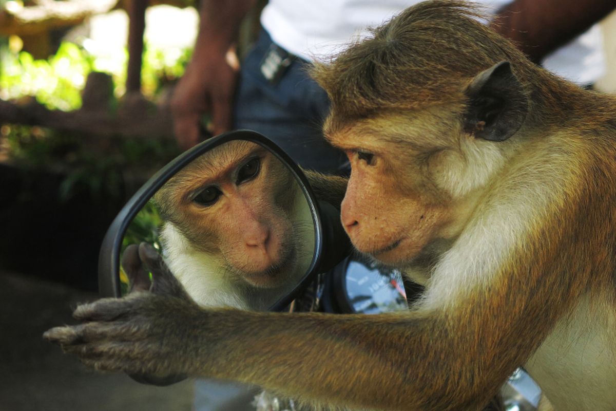 Ilustrasi hewan bercermin. Studi mengungkapkan hewan bisa mengenali dirinya di depan cermin, seperti simpanse, burung gagak bahkan lumba-lumba.