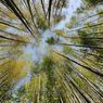 Wisata ala The King: Eternal Monarch, Indahnya Hutan Bambu Ahopsan