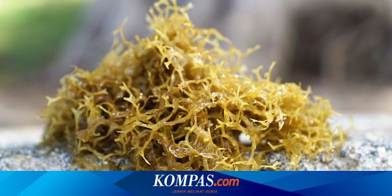 Dosen UMM Buat Bakso dari Rumput Laut, Bisa Turunkan Kolesterol