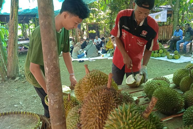 Pengunjung menikmati buah durian jatuh langsung di kebun di Wisata Durian H Haqu'i Lampung Selatan.