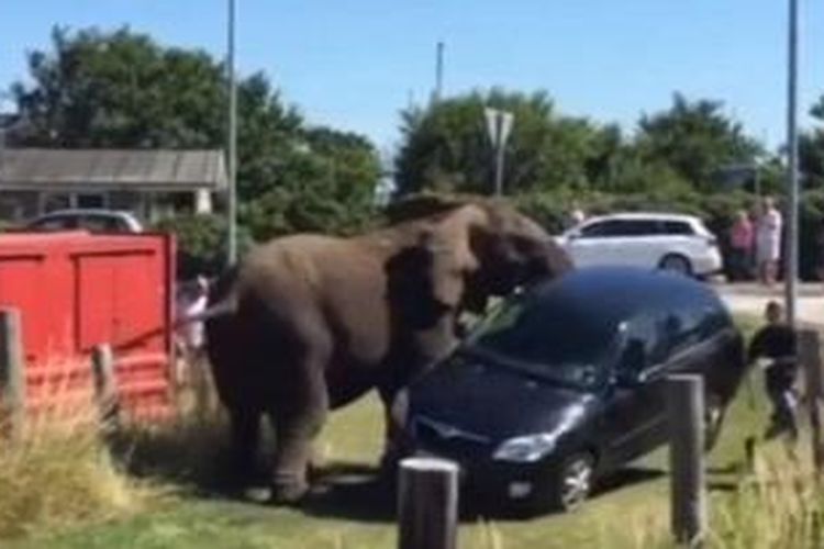 Salah seekor gajah sirkus yang mengamuk, terlihat mengangkat sebuah mobil dengan menggunakan belalainya sebelum membanting mobil itu.