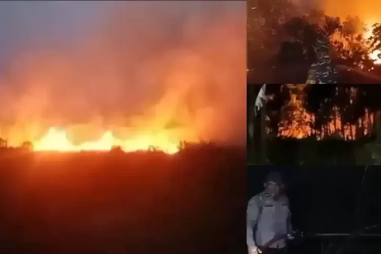 8 Tersangka Karhutla Jambi Diamankan, Lahan Terbakar Capai 658 Hektare