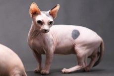 Mengenal Ras Bambino, Kucing Tanpa Bulu Unik Berkaki Pendek