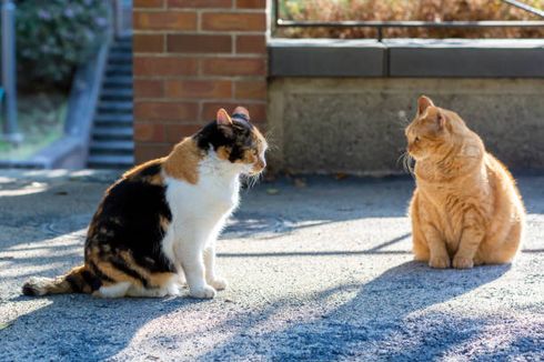 Benarkah Kucing Belang Tiga Pasti Betina dan Kucing ‘Oren' Selalu Jantan?