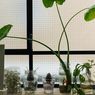 5 Penyebab Kegagalan Teknik Water Propagation pada Tanaman Air
