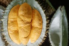 Cara Menanam Durian Namlung agar Cepat Berbuah
