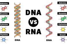 Apa Saja Perbedaan RNA dan DNA?