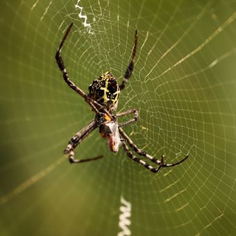 Ilustrasi laba-laba sebagai musuh alami serangga