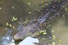 Jam Operasional dan Harga Tiket Ragunan Selama Libur Natal 2025, Buka Lebih Awal