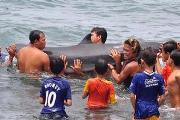 Sejumlah warga mengangkat lumba-lumba yang terdampar di bekas Pelabuhan Ampenan, Mataram, Kamis (27/12/2012). Lumba-lumba ini menjadi hiburan gratis warga, terutama anak-anak yang tengah berlibur.