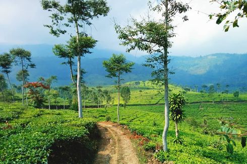 Ngawi Punya Desa Wisata yang Menarik, Tertarik untuk Berkunjung?