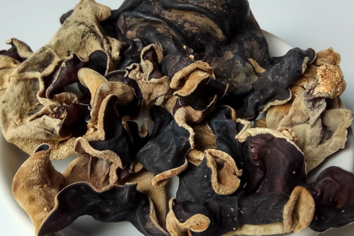 Ilustrasi jamur kuping kering. 