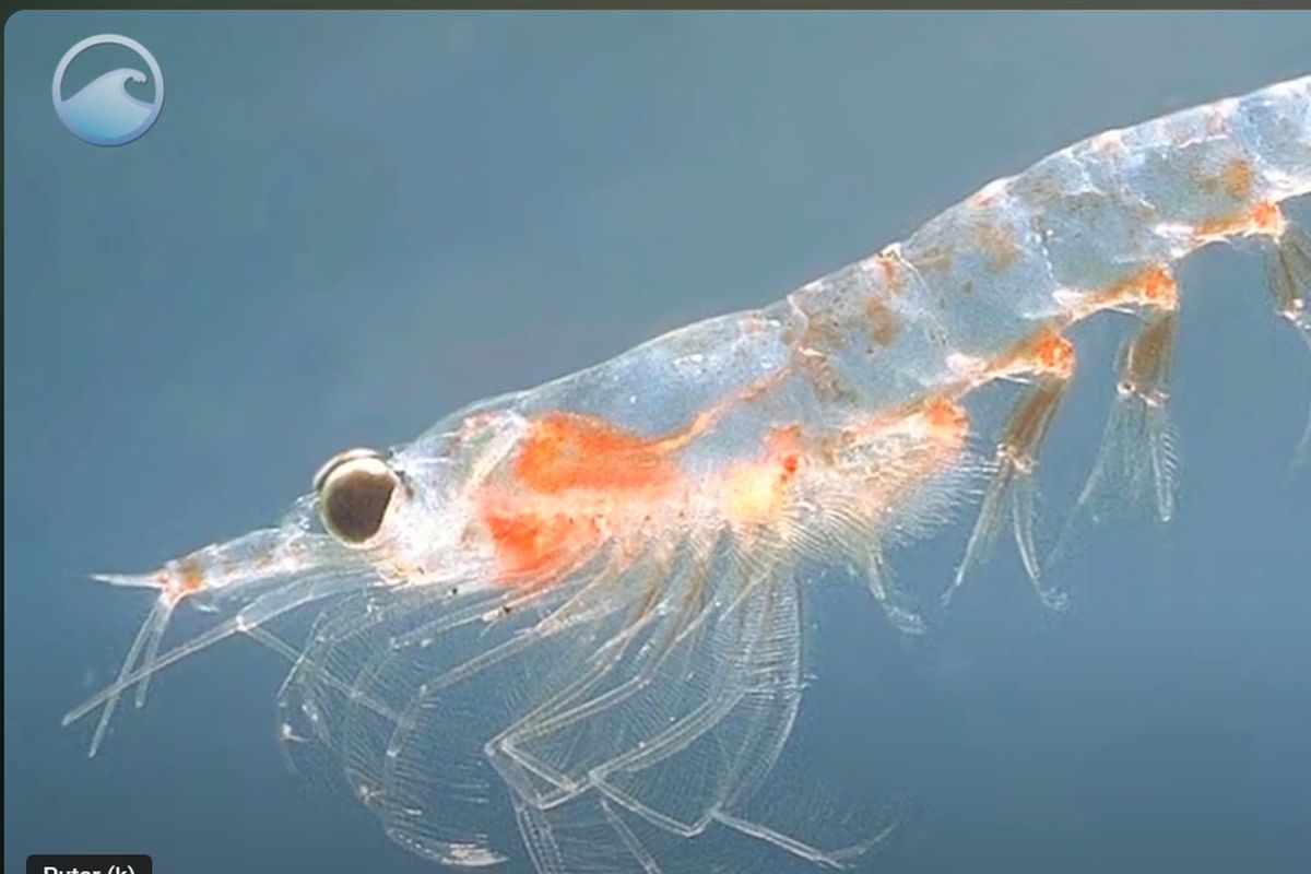 Misteri di Balik Paradoks Krill, Kenapa Jumlahnya Bisa Menurun saat Paus  Berkurang?
