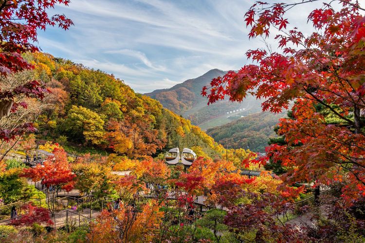 Suasana musim gugur di Hwadam Botanic Garden, Gwangju, Gyeonggi-do, Korea Selatan.