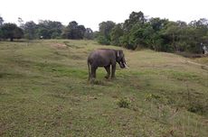 Ancam Habitat Gajah Sumatera, Izin Perusahaan di Bentang Alam Seblat Didesak Dicabut