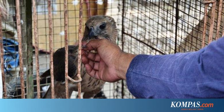 Hewan Langka Dijual Bebas Di Semarang