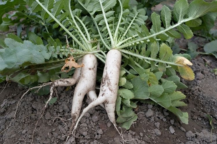 Ilustrasi panen lobak