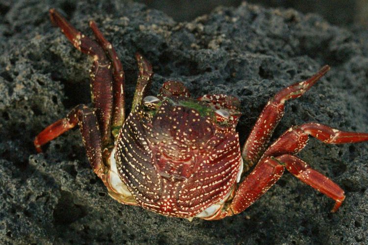 Mengenal Devil Crab, Kepiting Beracun yang Dikonsumsi Vlogger Filipina hingga Tewas
