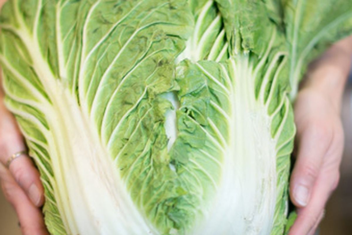 Ilustrasi sawi putih. 