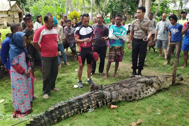 Buaya muara yang ditangkap nelayan di perairan Randangan KAbupaten Pohuwato