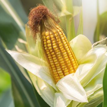 Zea mays, nama ilmiah tanaman jagung